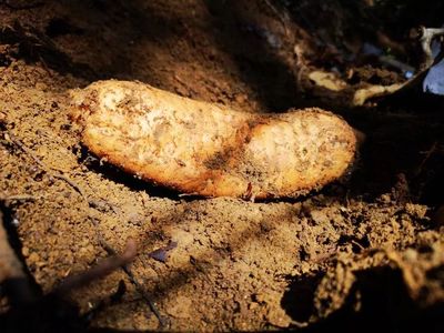 天麻是一種無根無葉的草本植物,卻能開花、結(jié)實(shí)、生子,神奇得很