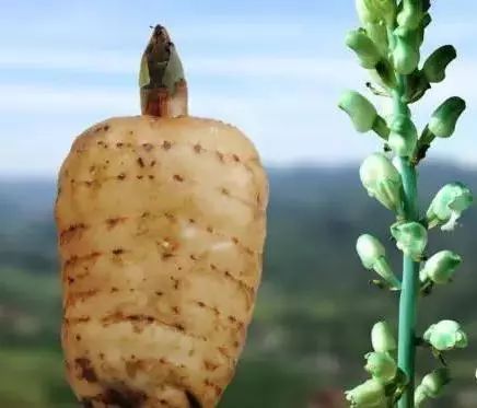 食品藥品監管視窗 專業人士教你如何選購天麻