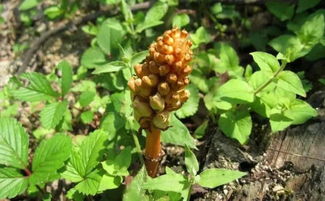 南漳這個村喜獲國字頭榮譽,竟因這個農(nóng)產(chǎn)品