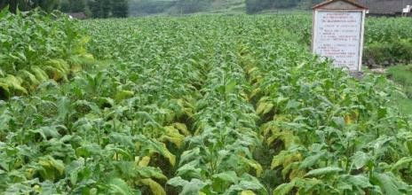 天麻的種植沒到收獲季節(jié)就爛掉了是怎么回事